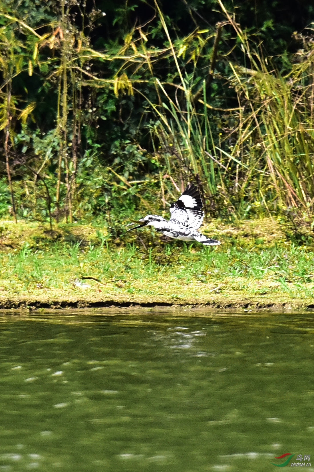 DSC_1174.JPG
