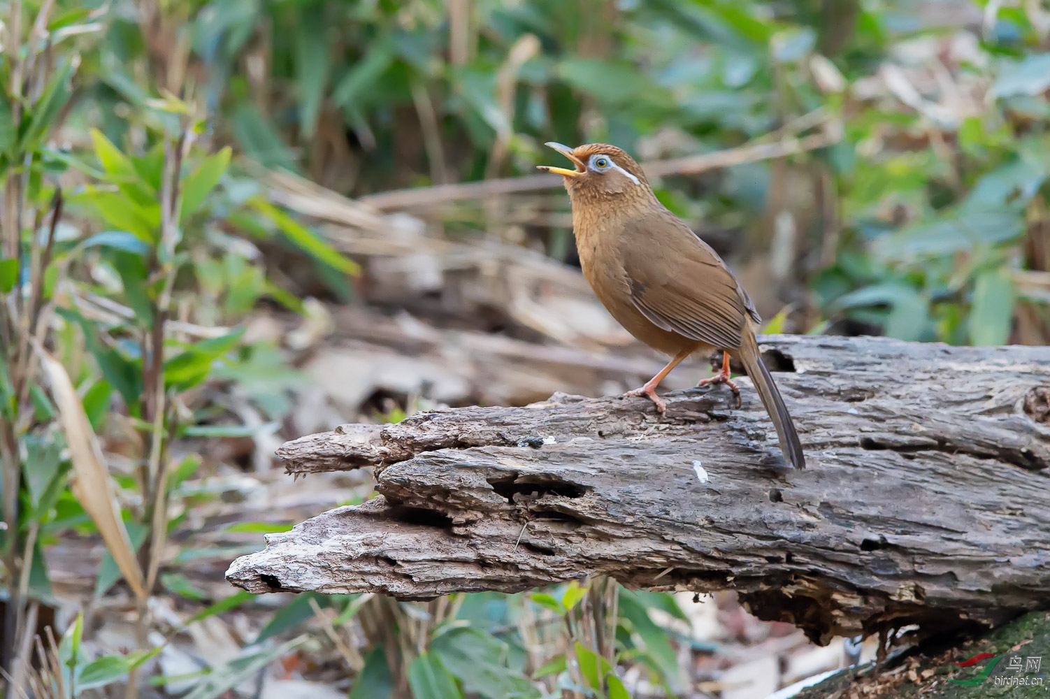 DSC_9696_1.jpg