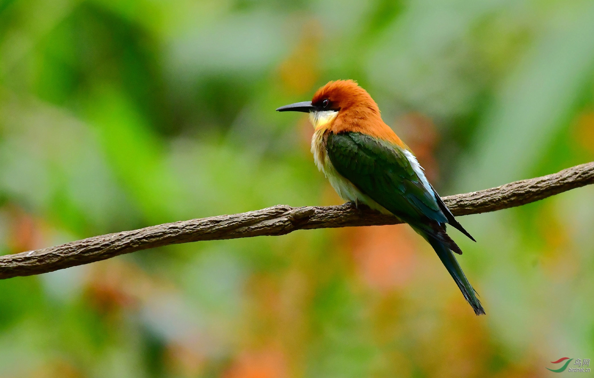 栗头蜂虎 - 江西版 jiangxi 鸟网