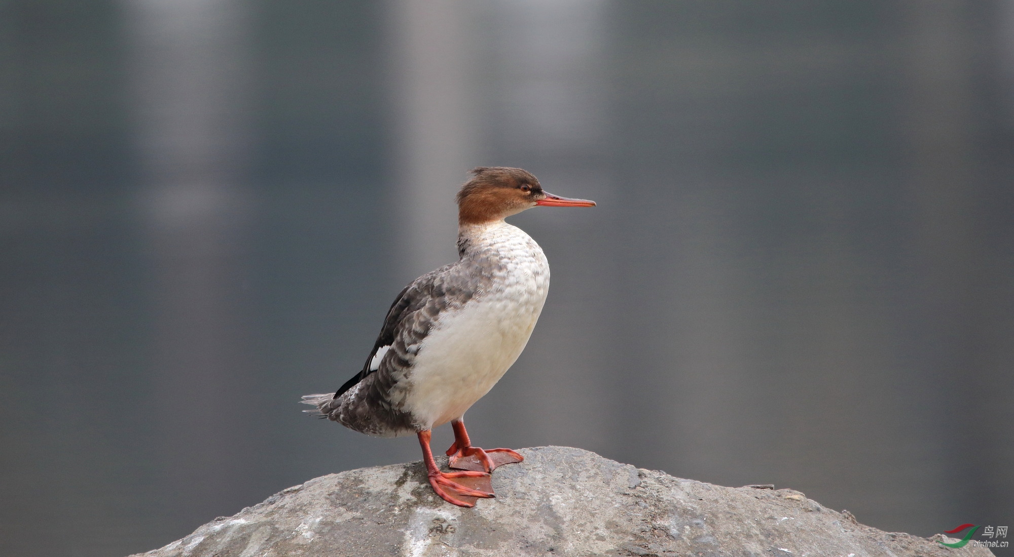 600mm���� 25��