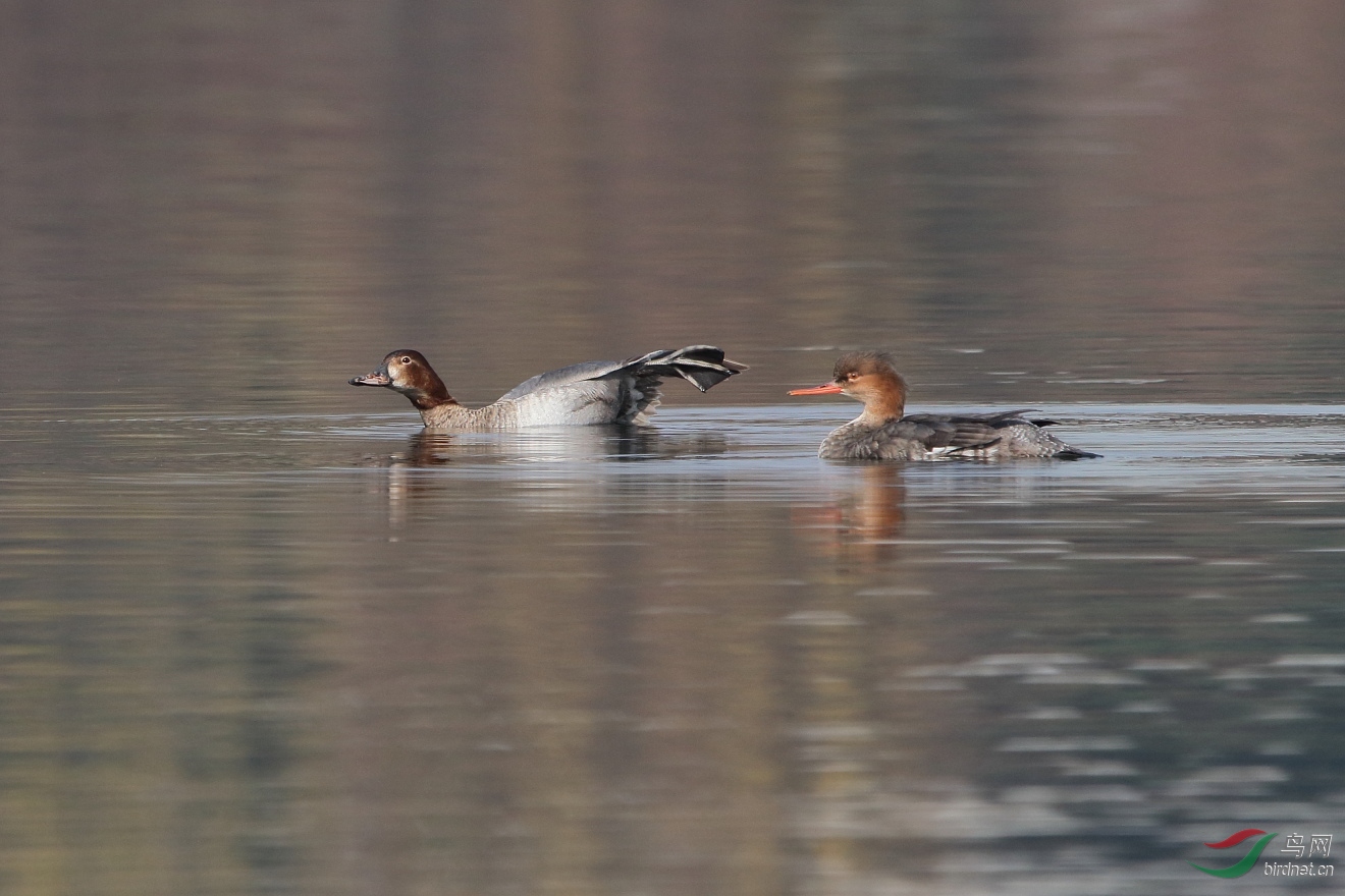 ͬһʱ��ͬһ�ص��Ѽ��