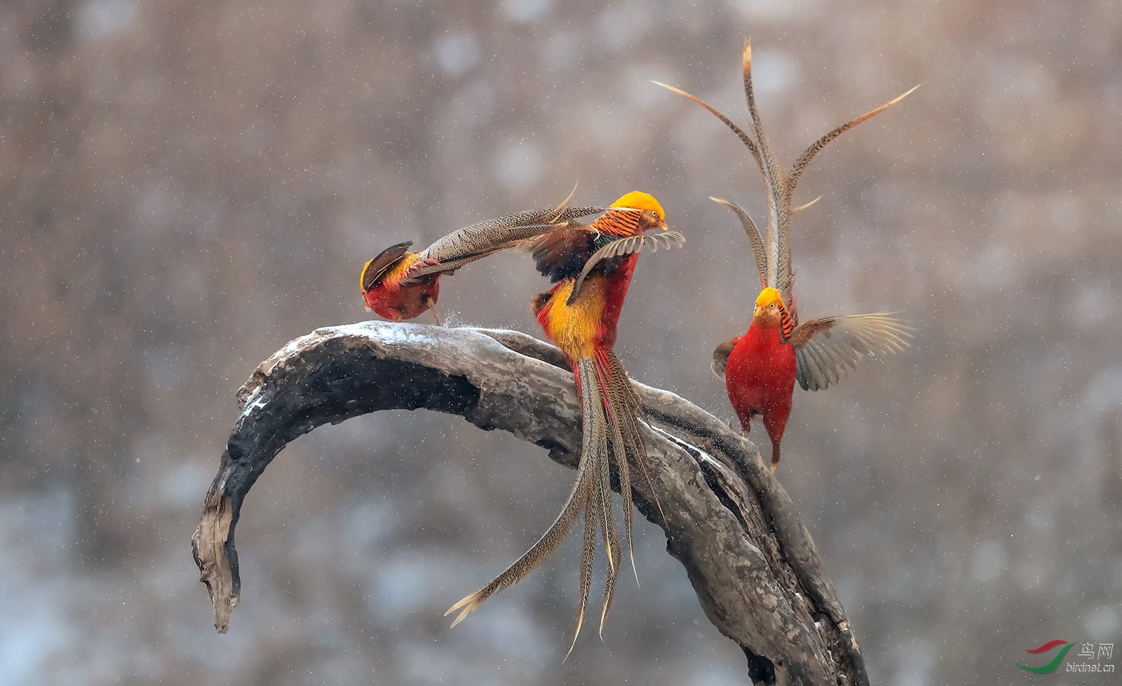 红腹锦鸡空中乐园