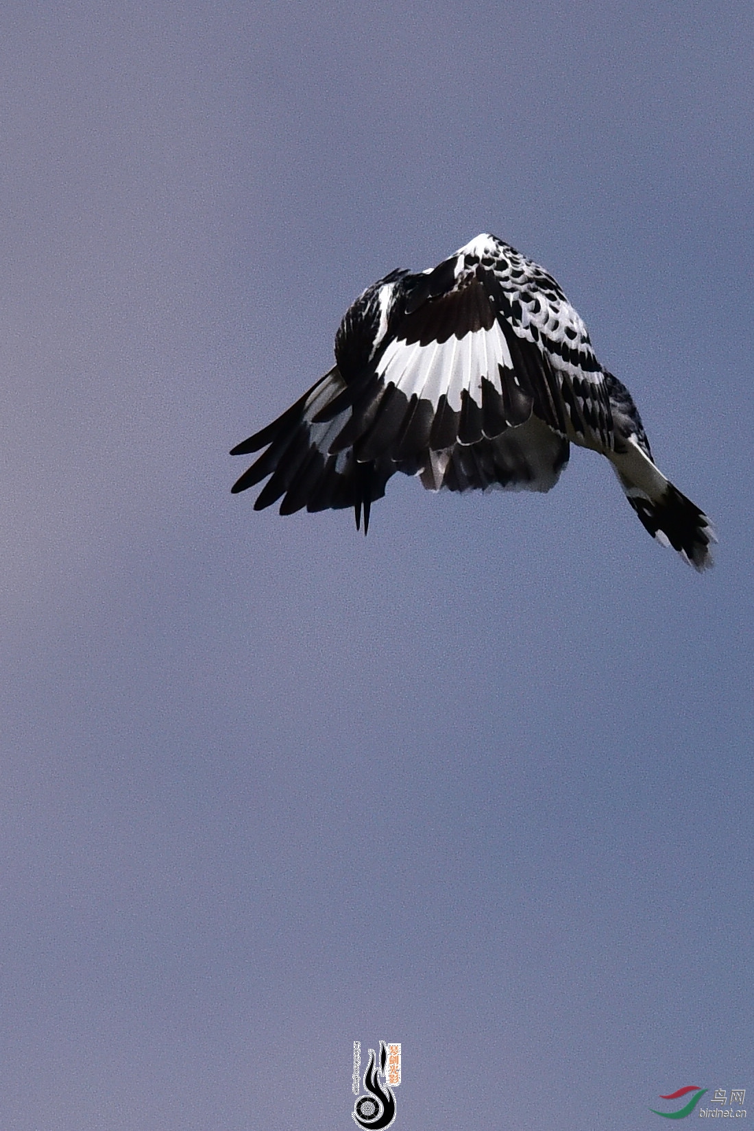 DSC_1190.JPG