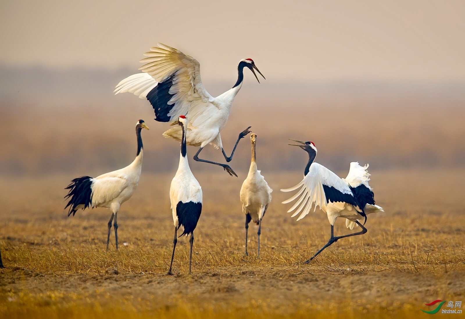 5,鸟类精华 鹤之舞--三叶草老师2018年1月5日