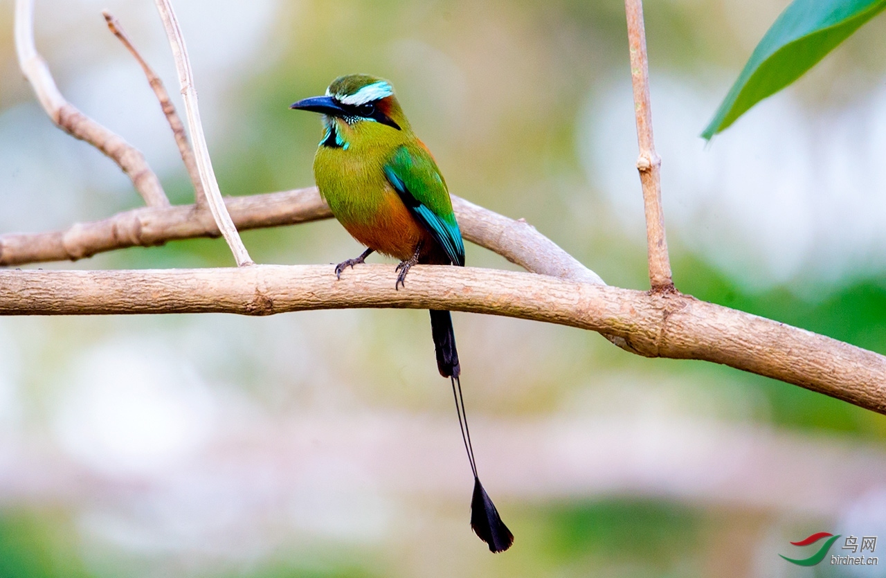 35,鸟类精华漂亮的尾巴--老卢86002018年4月26日