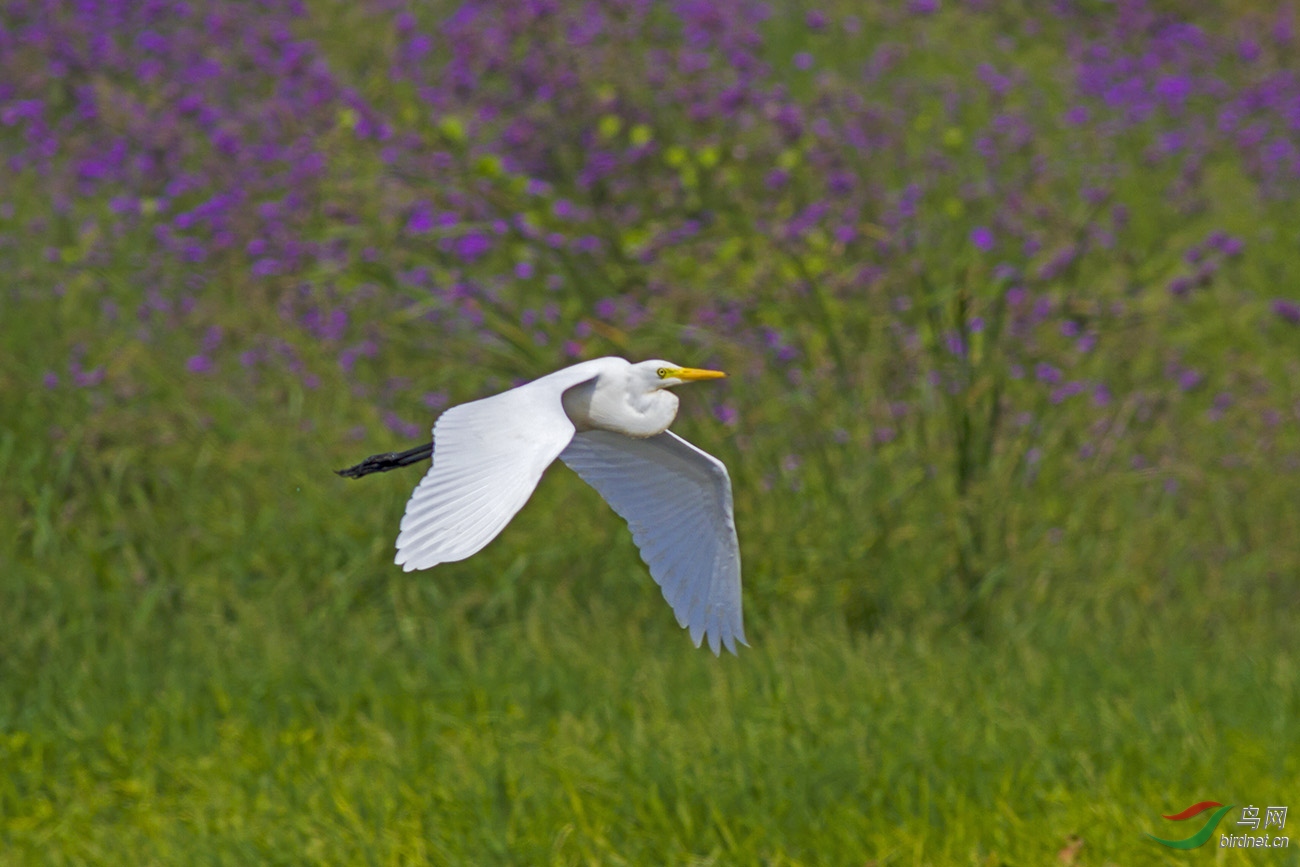 IMG_9427-0.jpg
