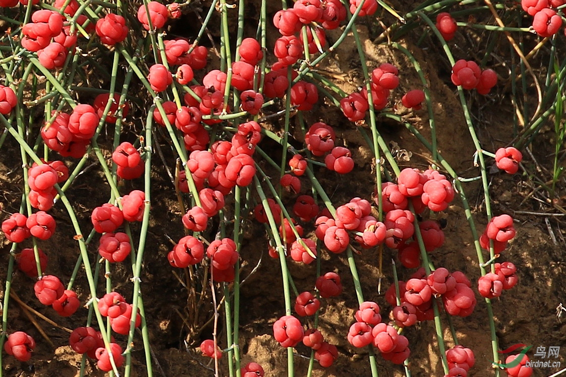 麻黄开花肉肉红