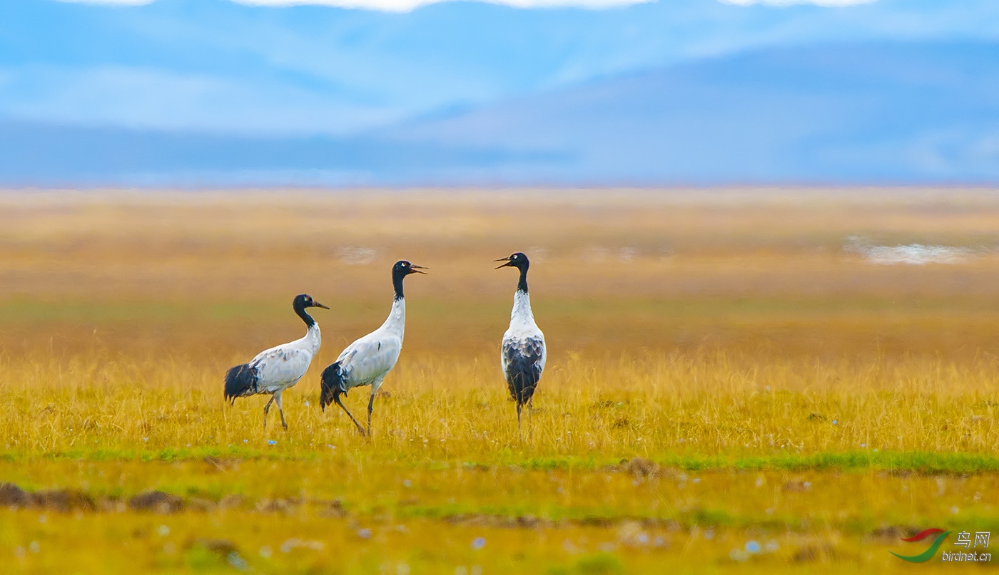 深秋草原上的黑颈鹤.jpg