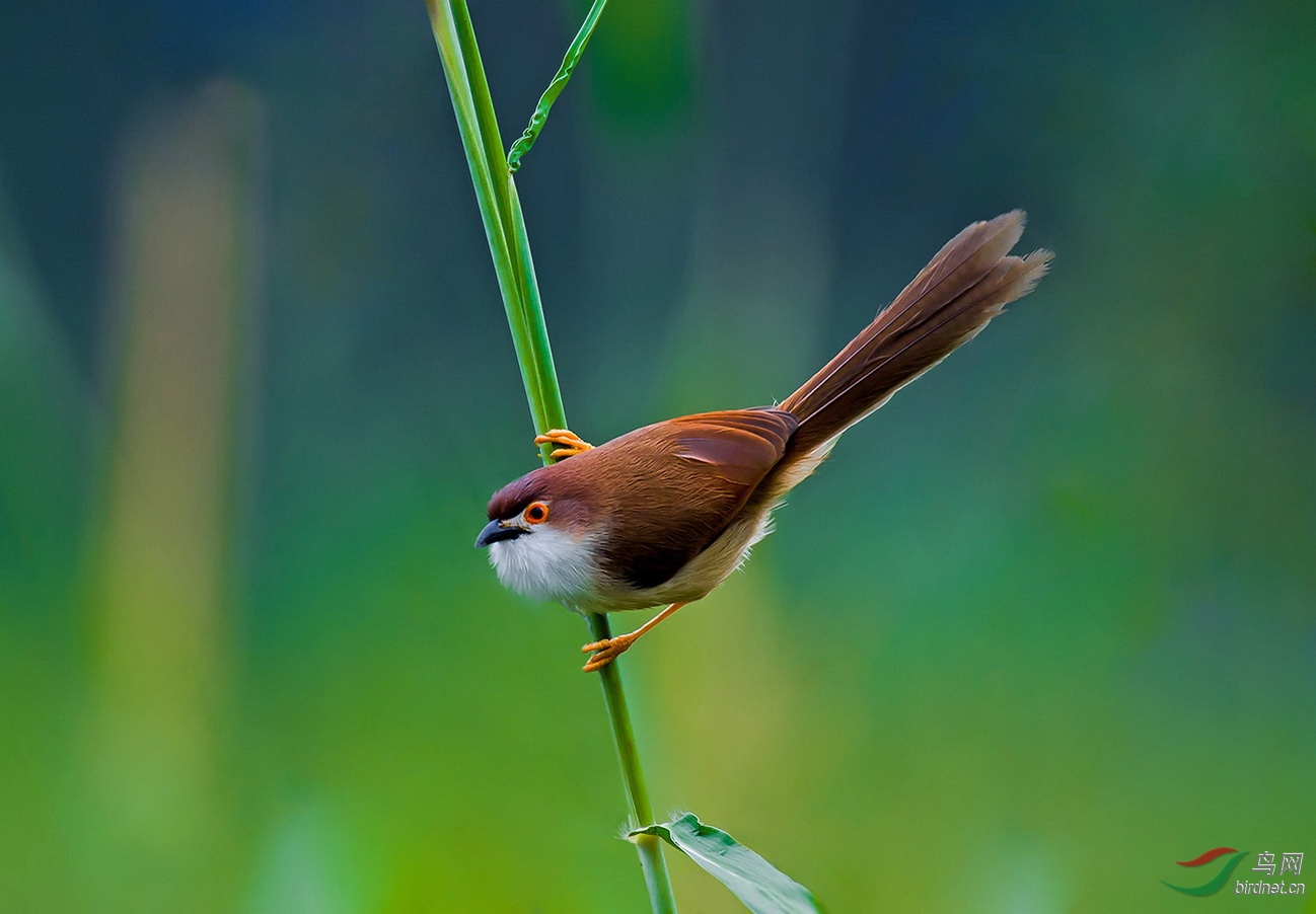 金眼鹛雀 - 宁夏版 ningxia 鸟网