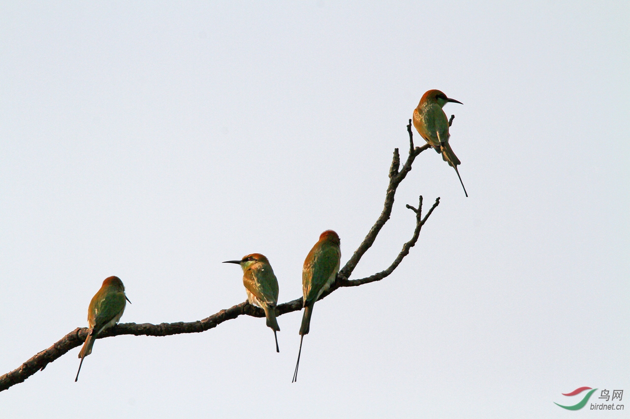 ���� (44)-1.jpg