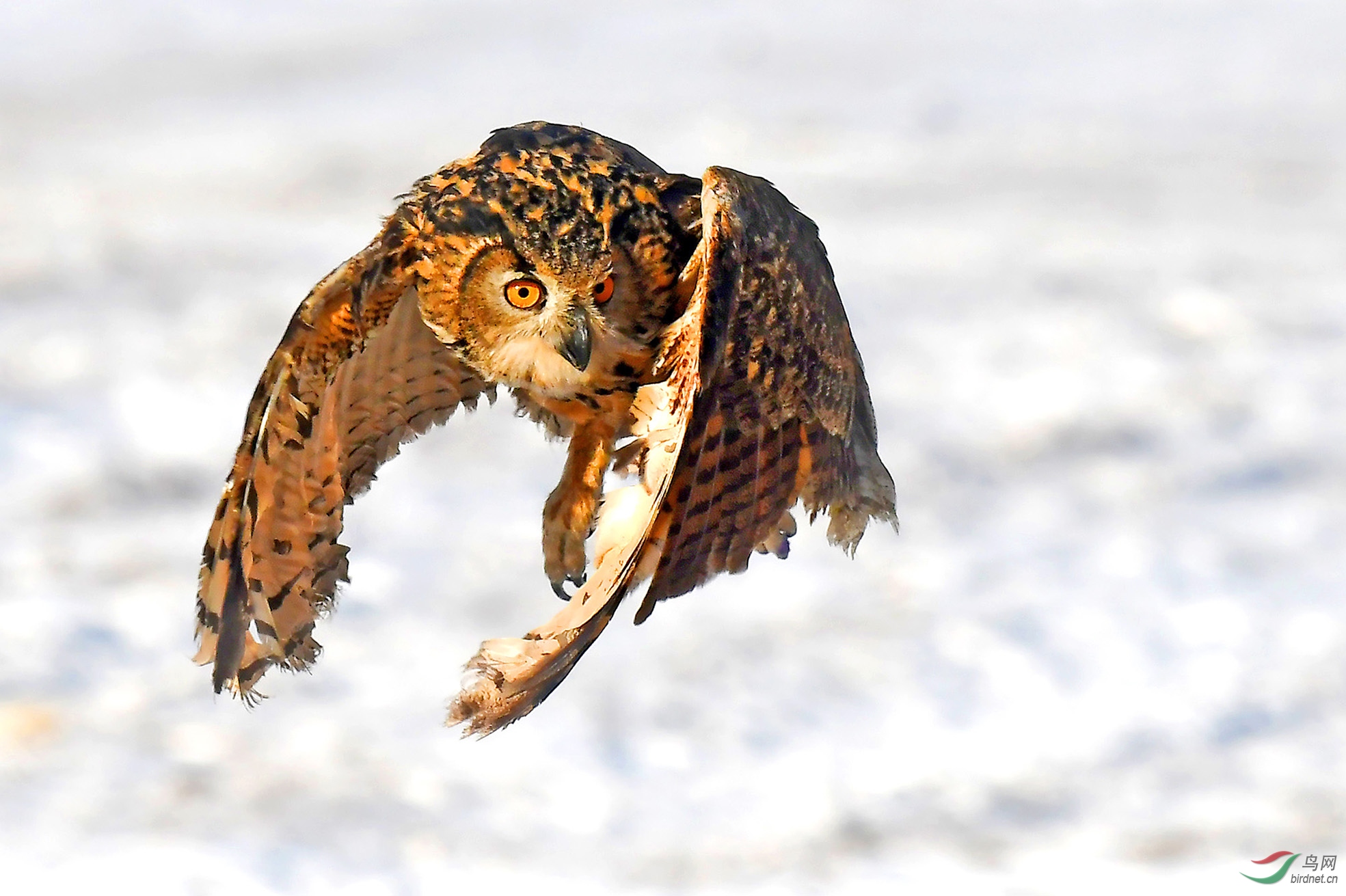 冬雪雕鴞 - 内蒙古版 neimenggu 鸟网