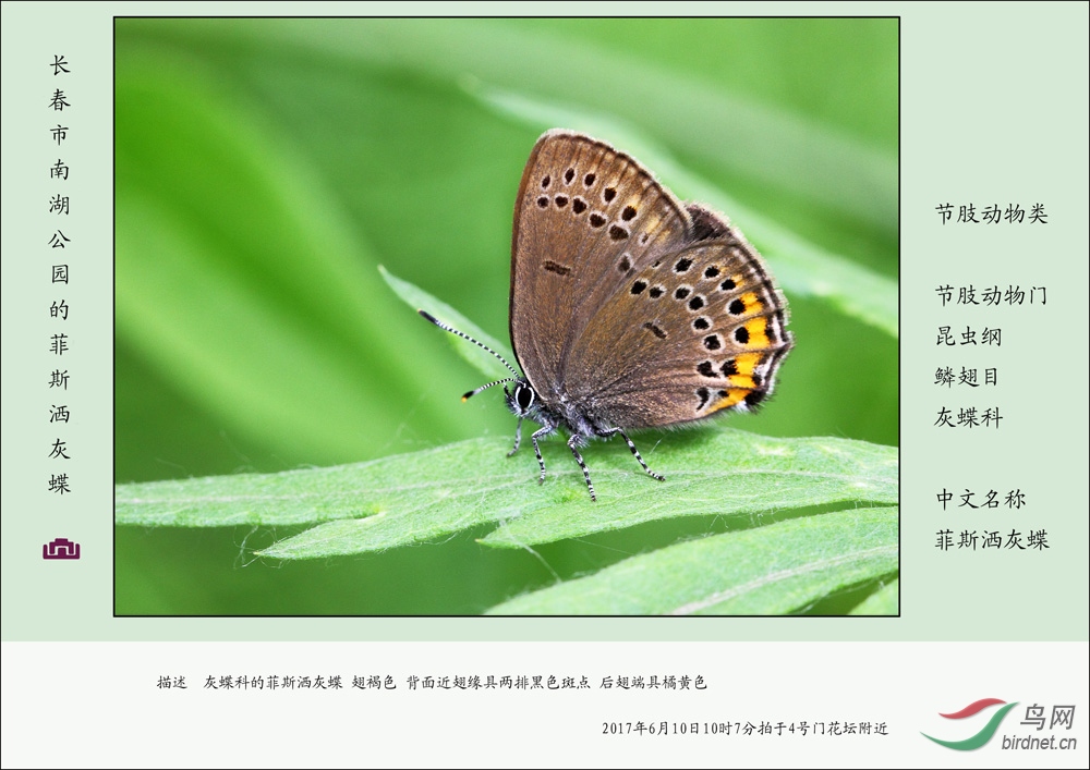 节肢动物系列菲斯洒灰蝶