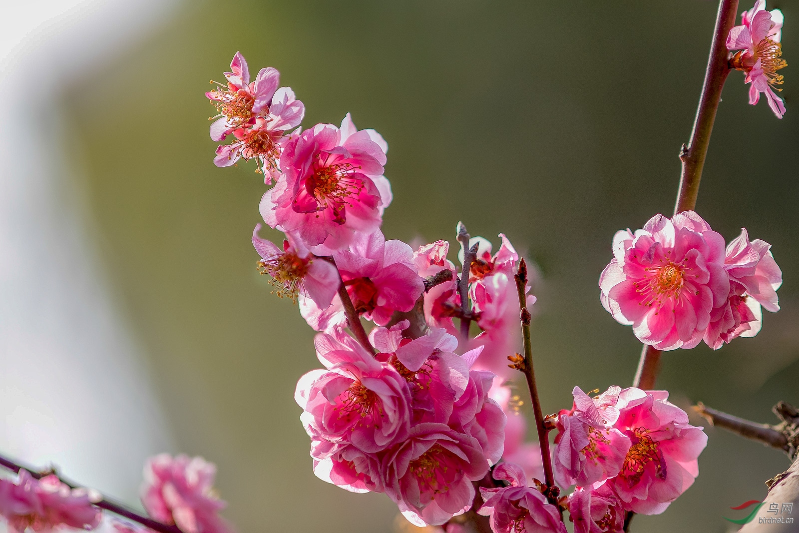 梅花
