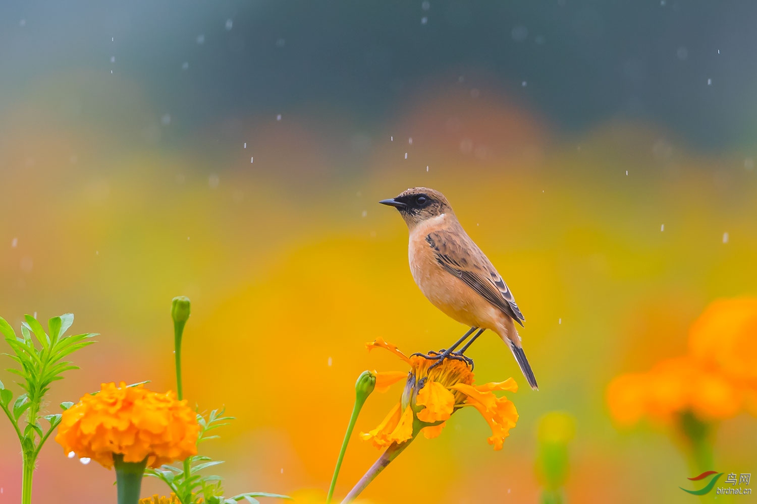 听雨(荣获首页鸟类精华)