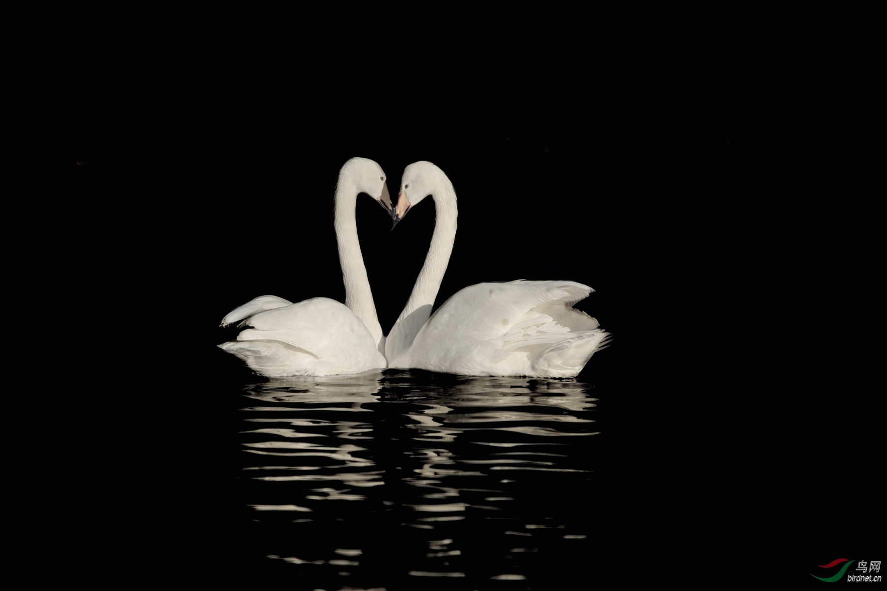 一对秀恩爱的白天鹅