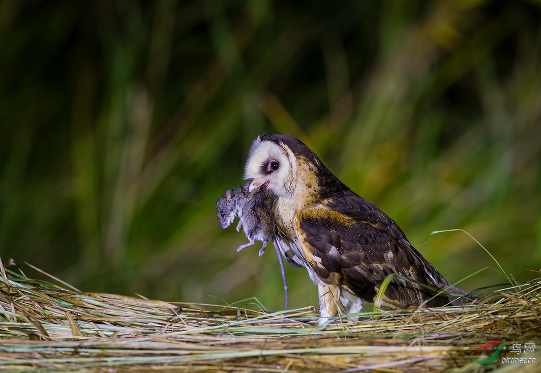 DSC_6791C.jpg