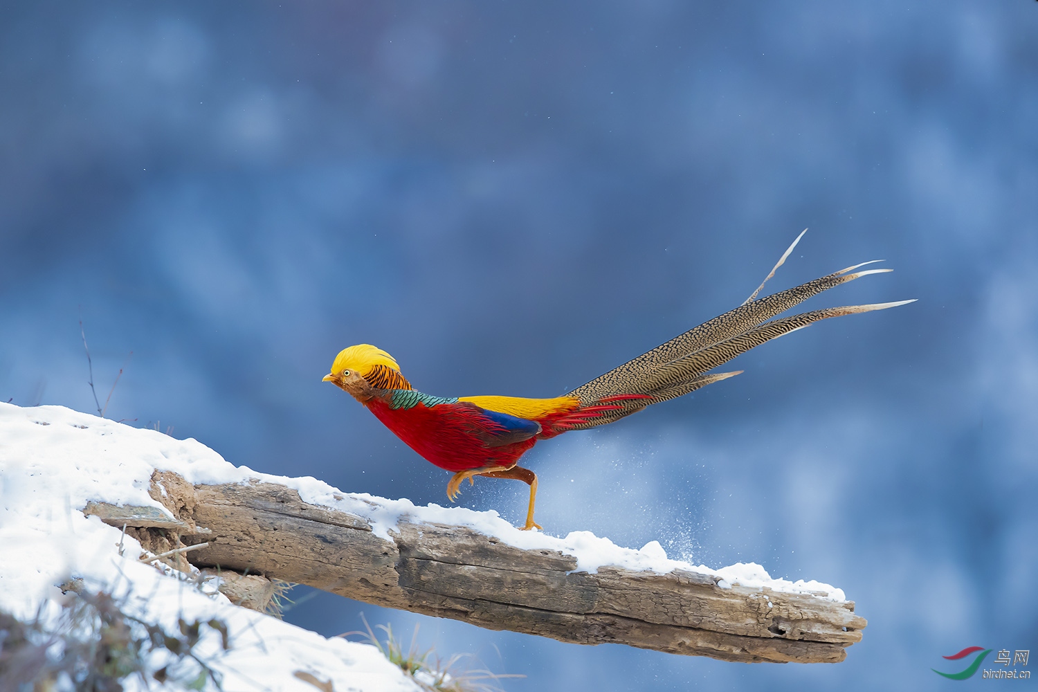 NL__9955-1.jpg