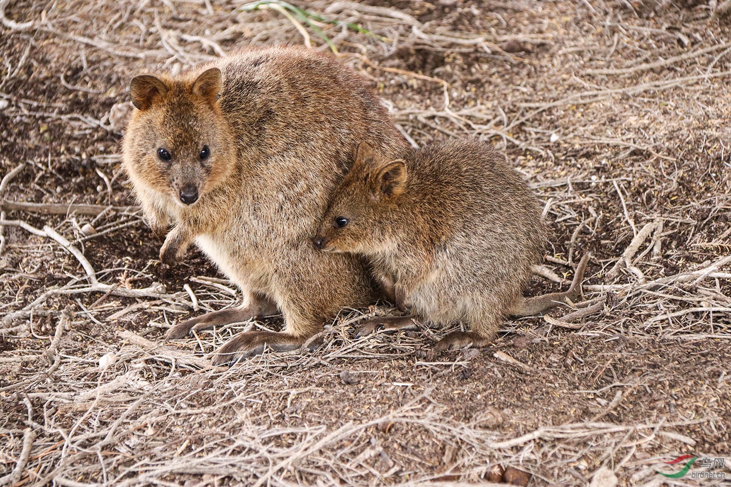 罗特内斯特岛的短尾矮袋鼠