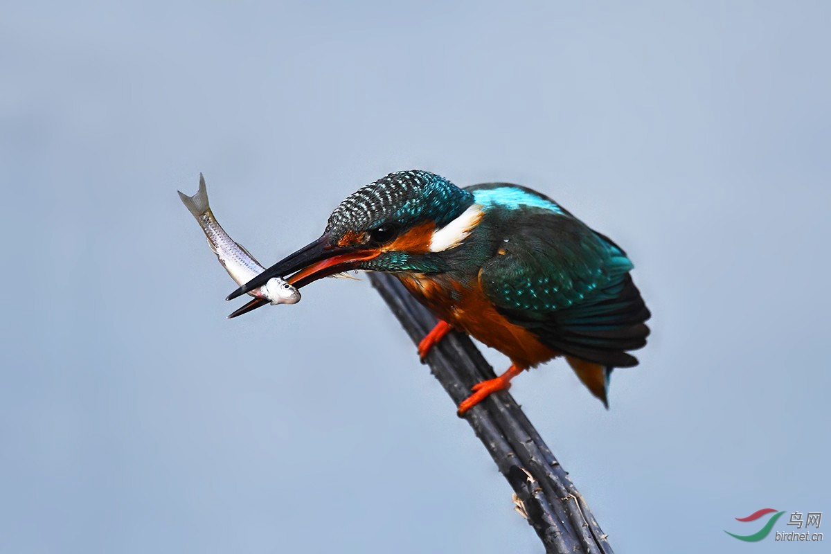 DSC_7902_.jpg