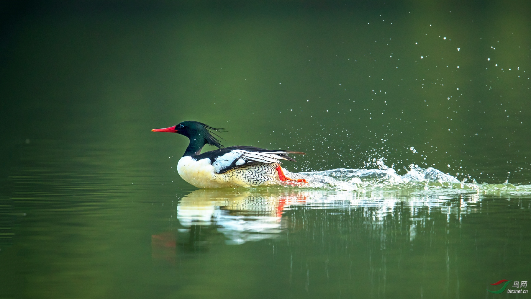 红掌拨清波(祝贺荣获首页精华)