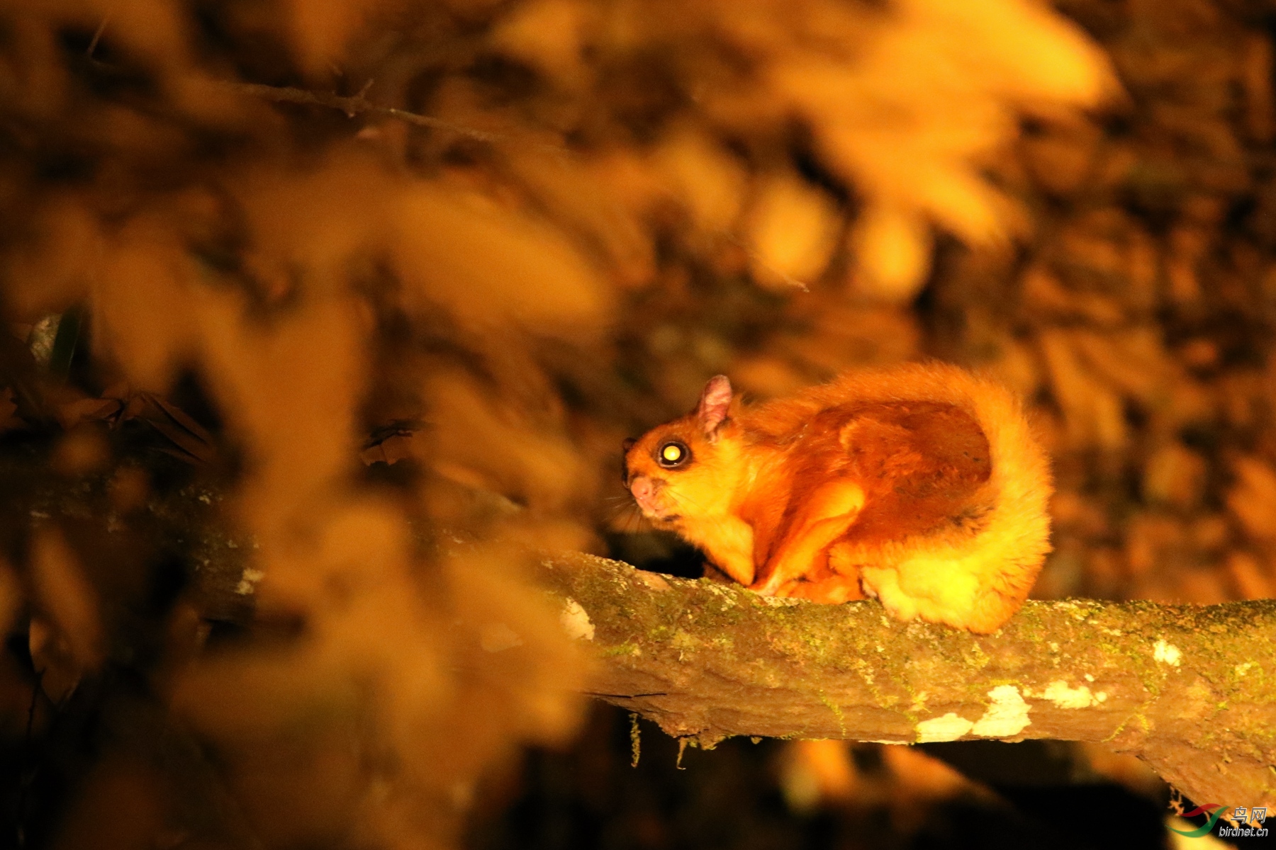 榜山夜拍棕鼯鼠