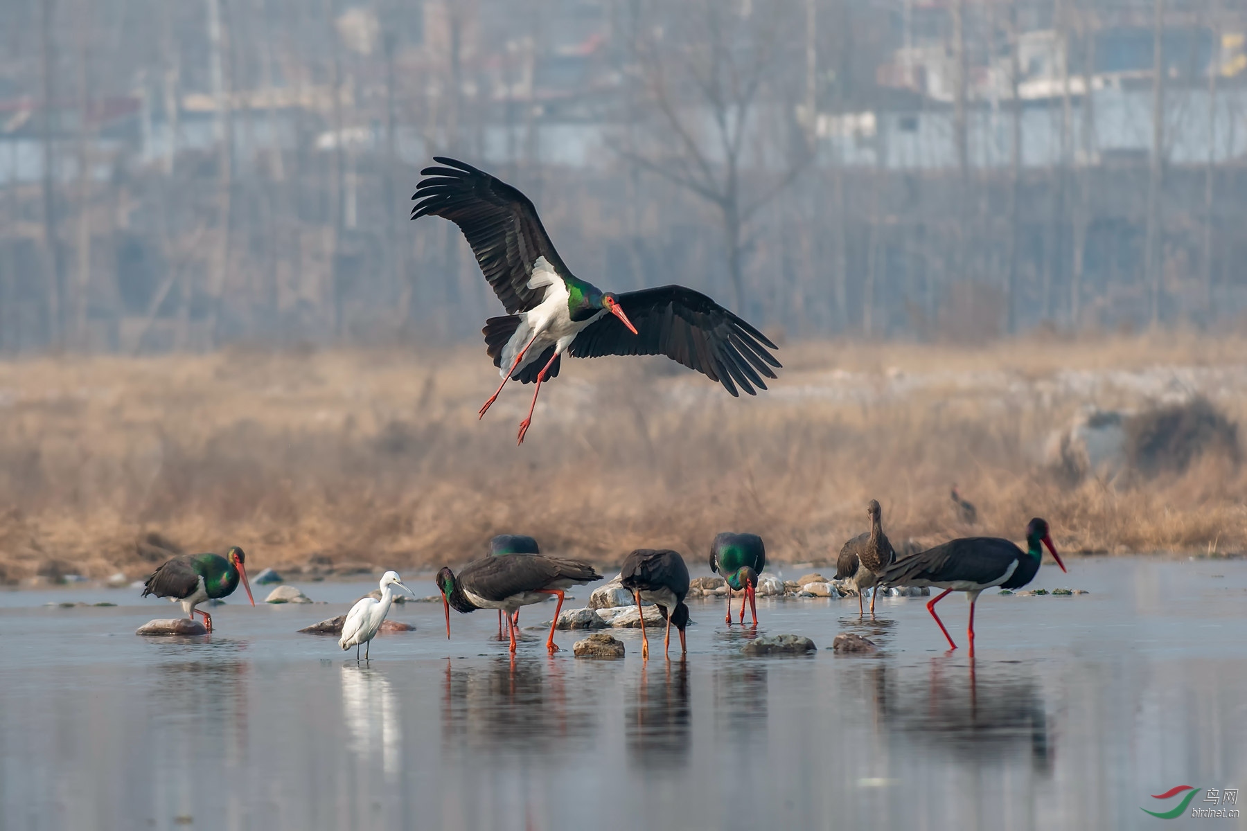DSC_7071_����.jpg