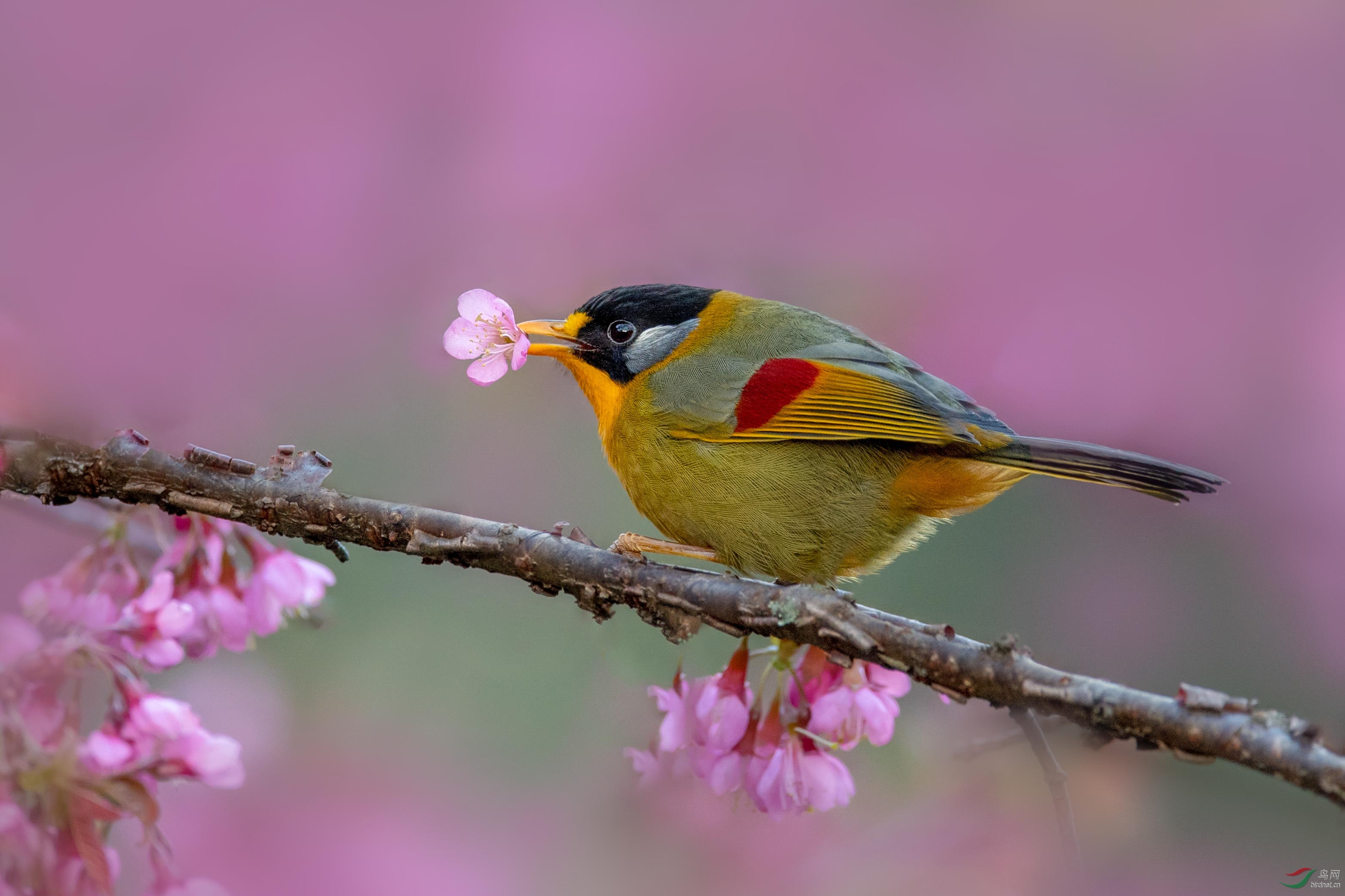 吹喇叭……银耳相思鸟