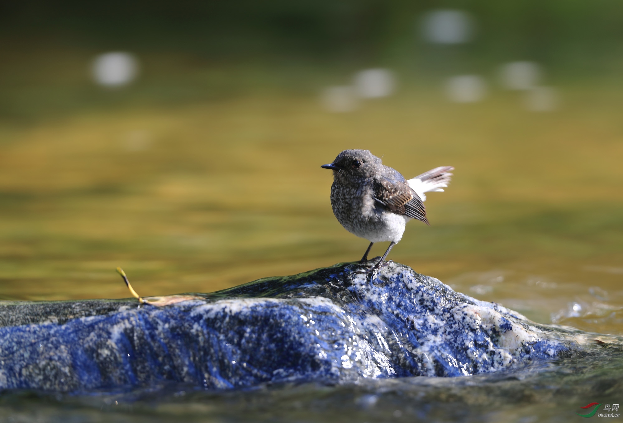 在水一方——红尾水鸲(雌鸟)