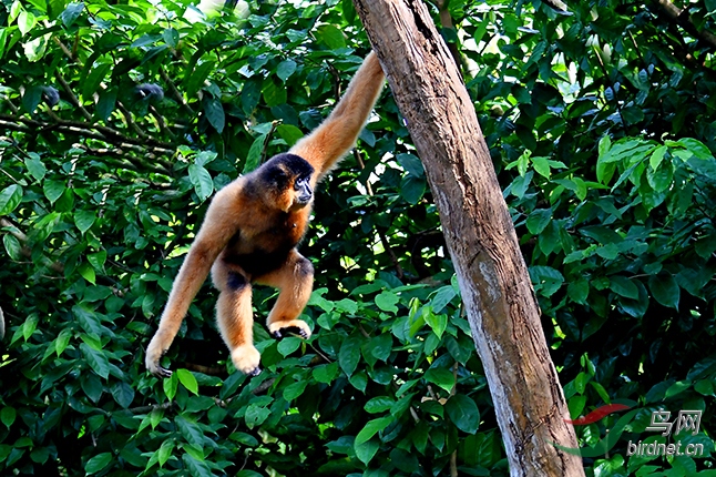 红颊长臂猿