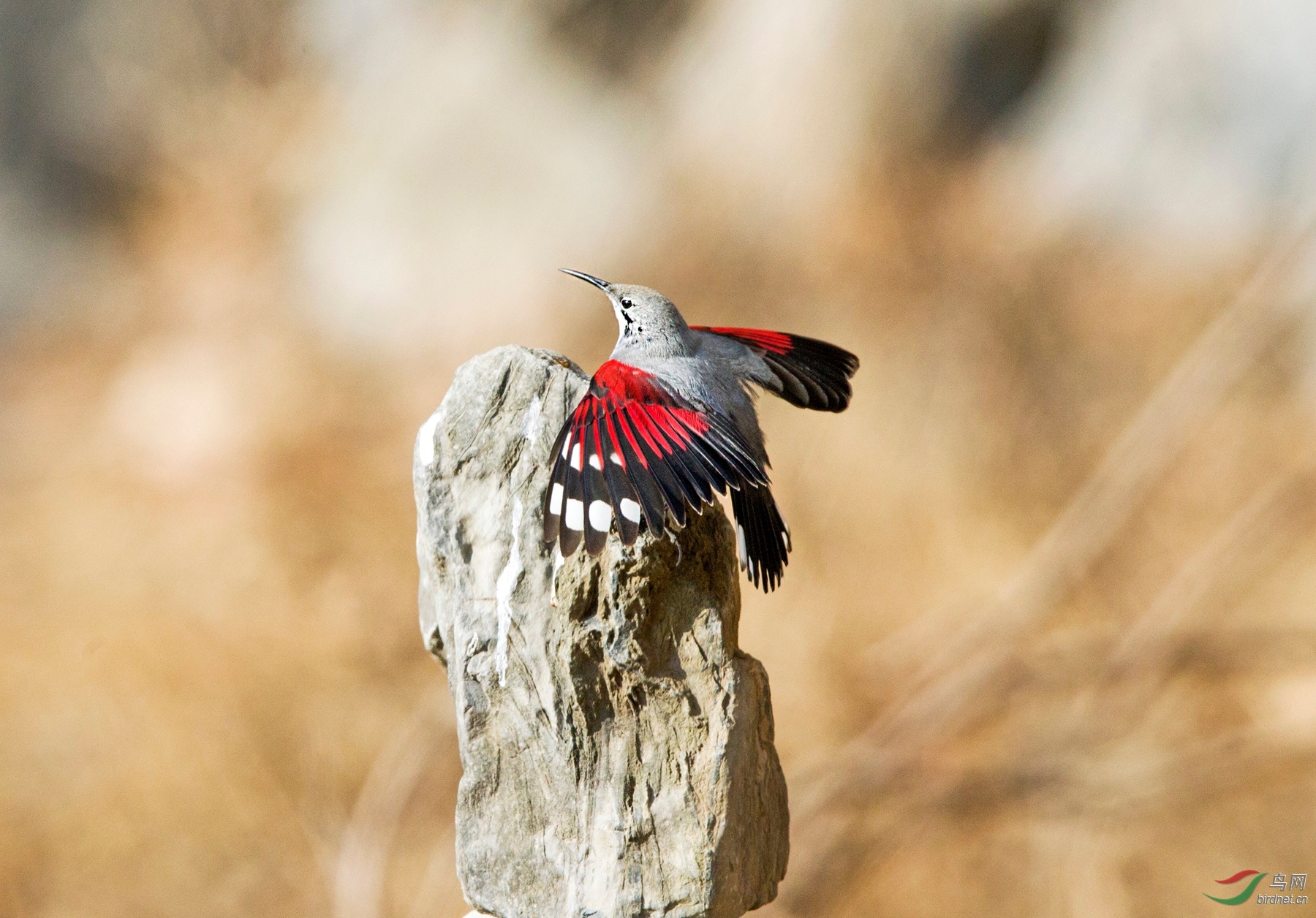 BW4Q2768 - ����.jpg