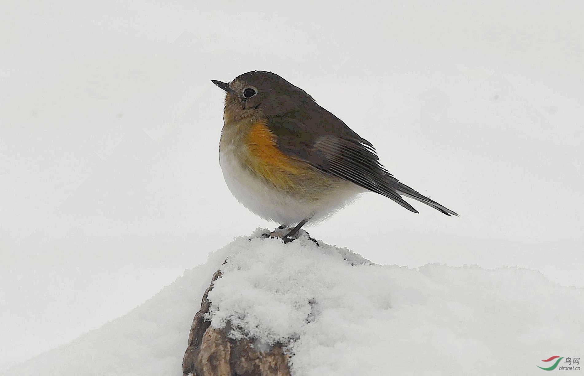 冰天雪地一小鸟