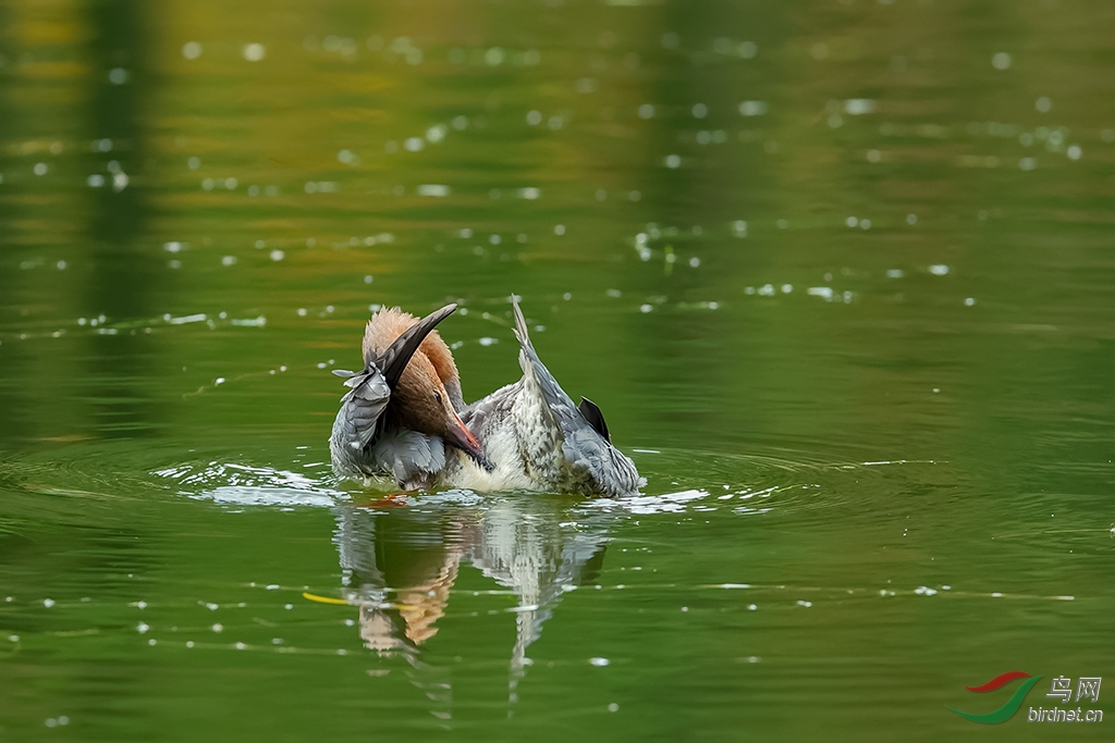 DSC_2829_DxOa.jpg