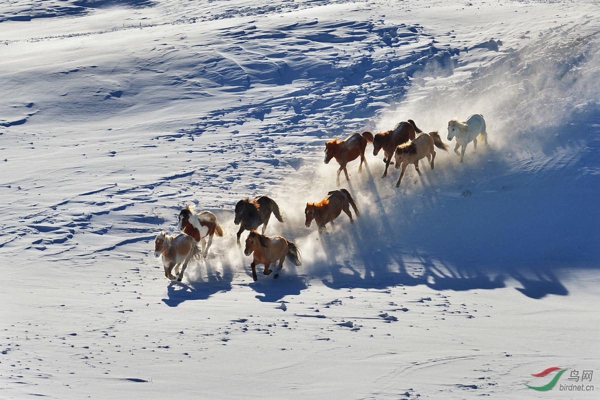 雪地奔马