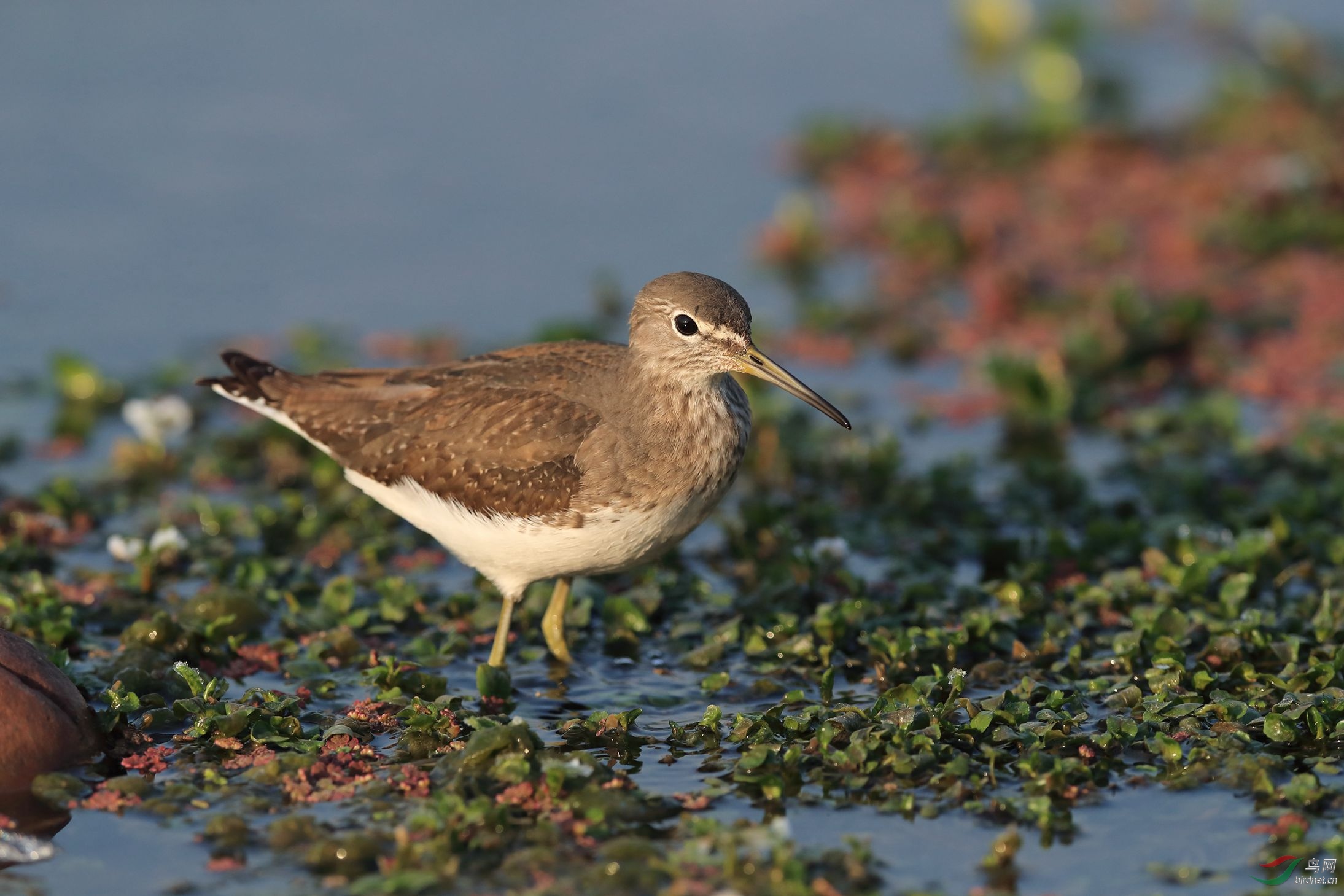 白腰草鹬 - 新疆版 xinjiang 鸟网