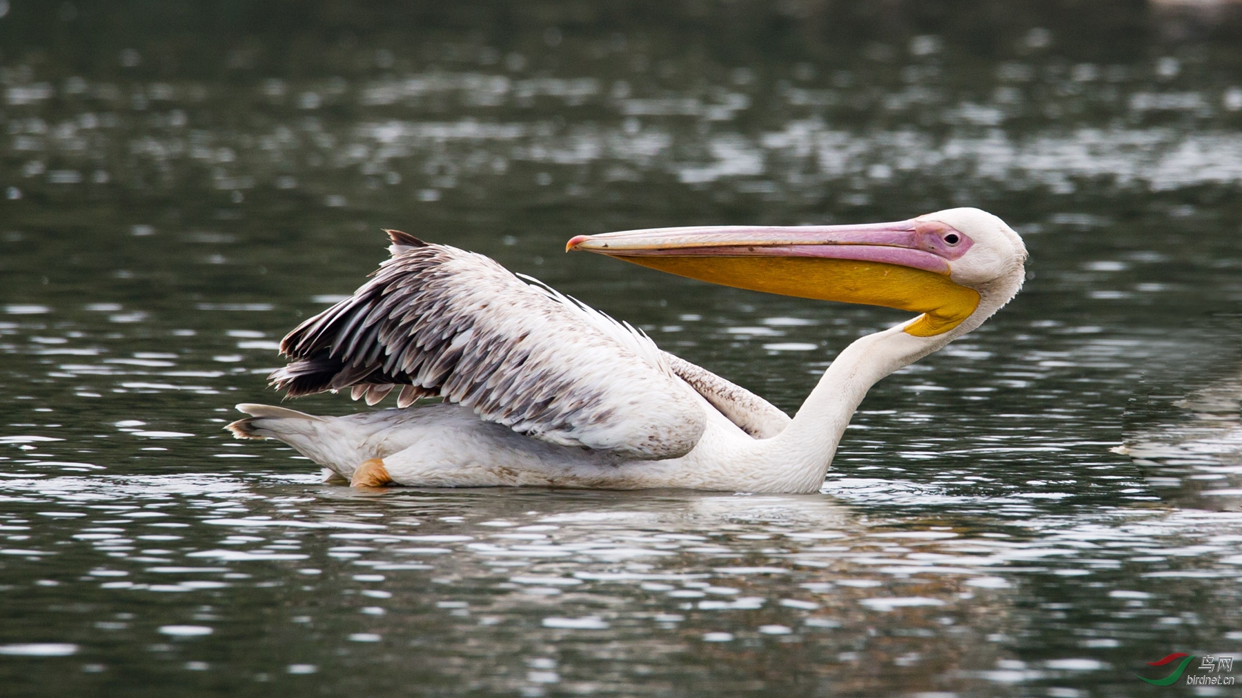 鹈鹕捕鱼系列片【祝贺荣获首页图文精华】