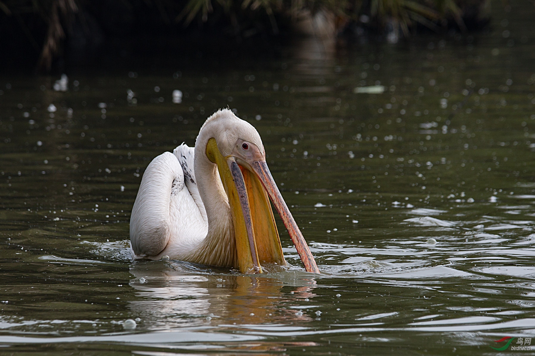 鹈鹕捕鱼系列片【祝贺荣获首页图文精华】