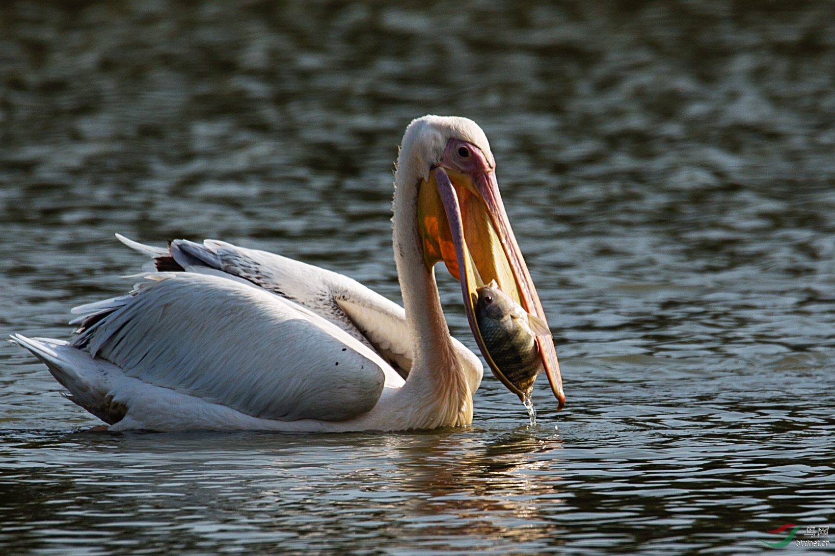 鹈鹕捕鱼系列片【祝贺荣获首页图文精华】
