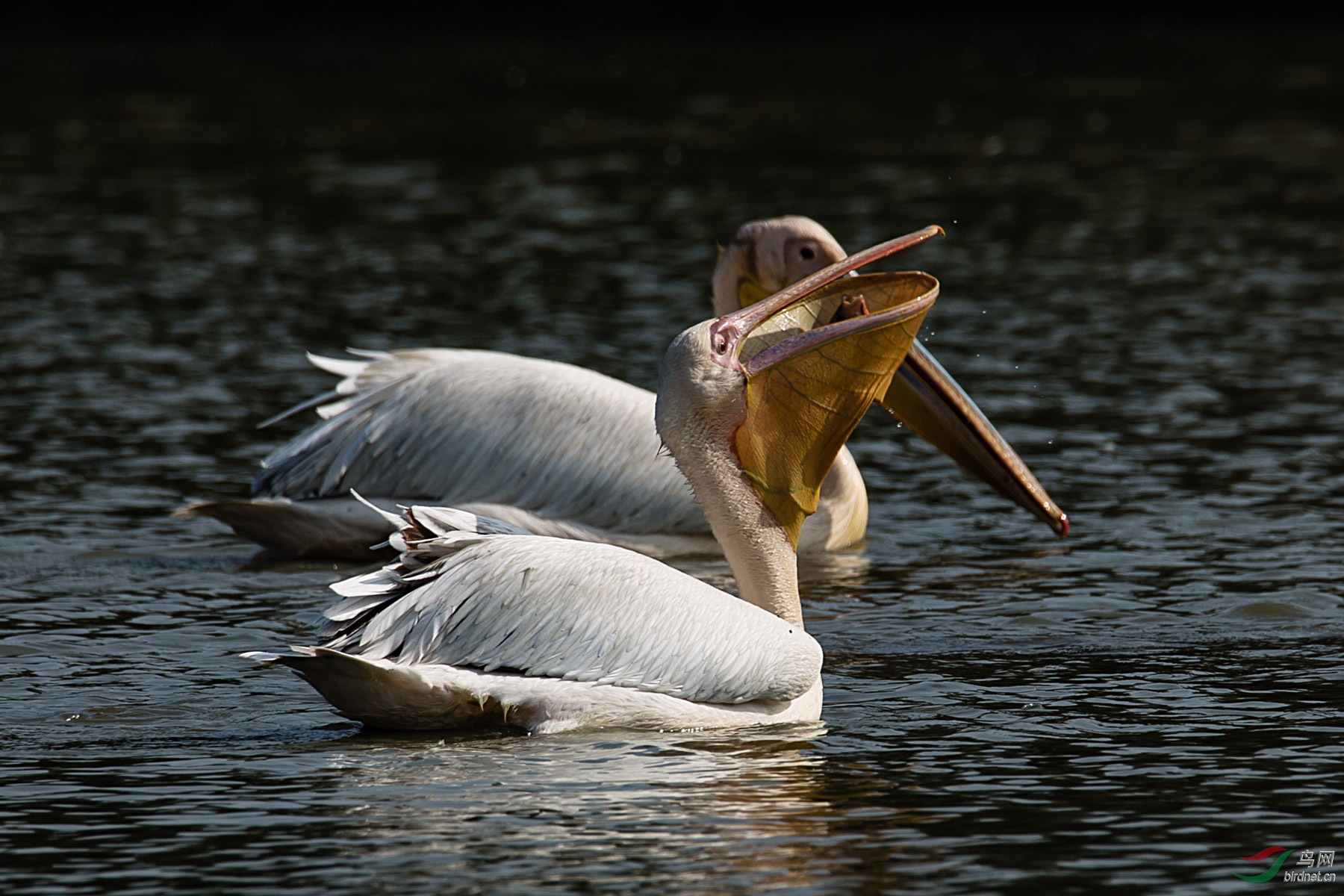 鹈鹕捕鱼系列片【祝贺荣获首页图文精华】