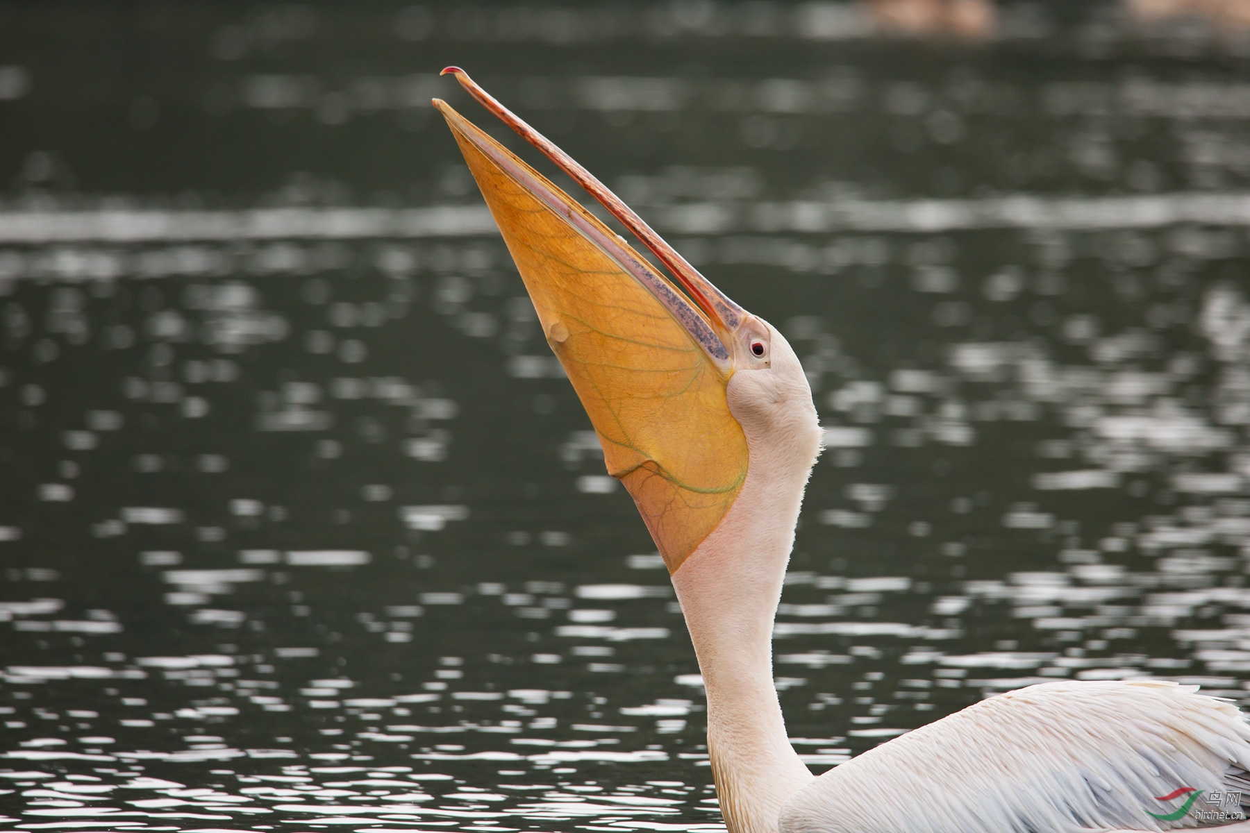 鹈鹕捕鱼系列片【祝贺荣获首页图文精华】