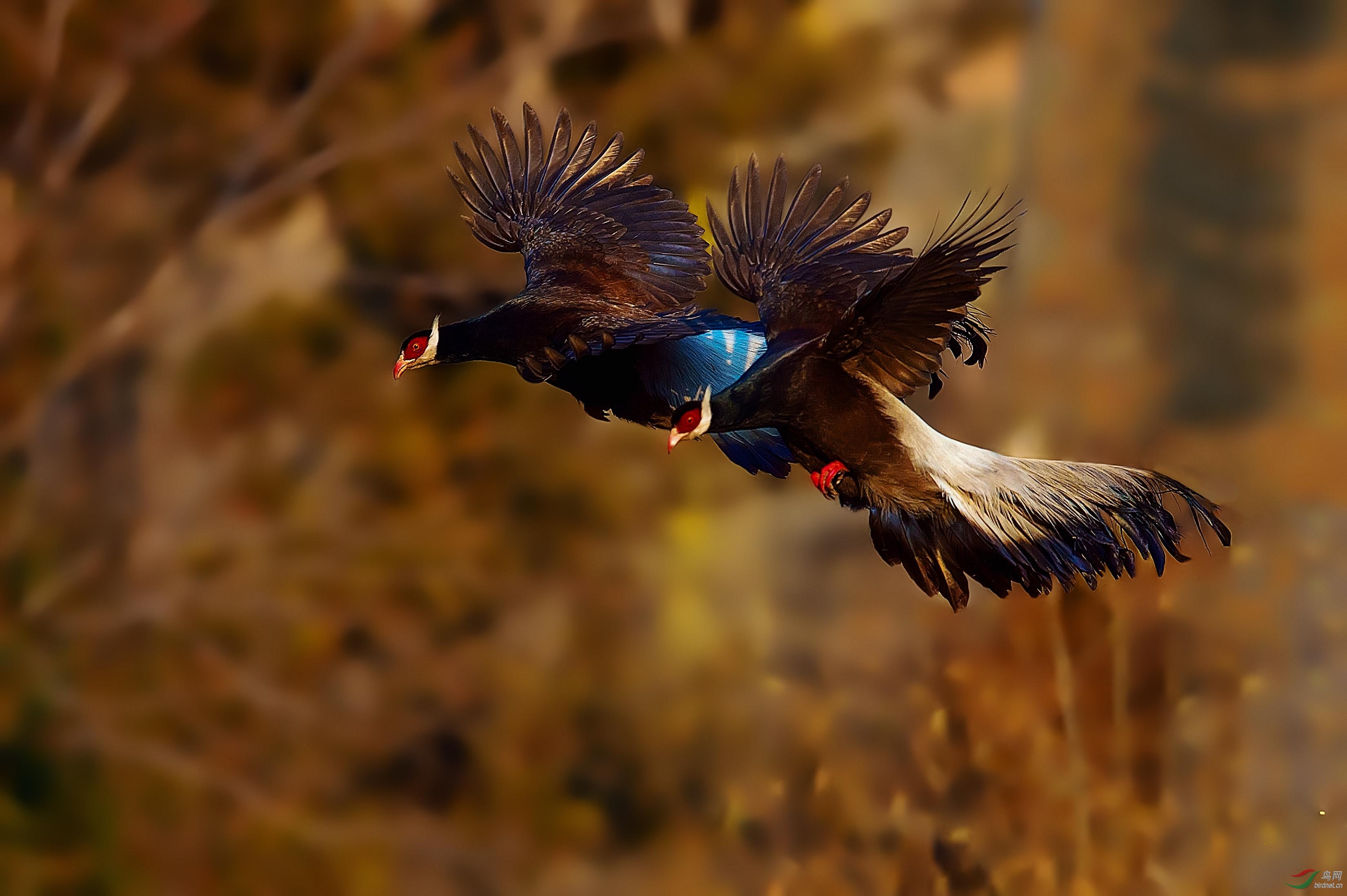 DSC_1247-a.jpg