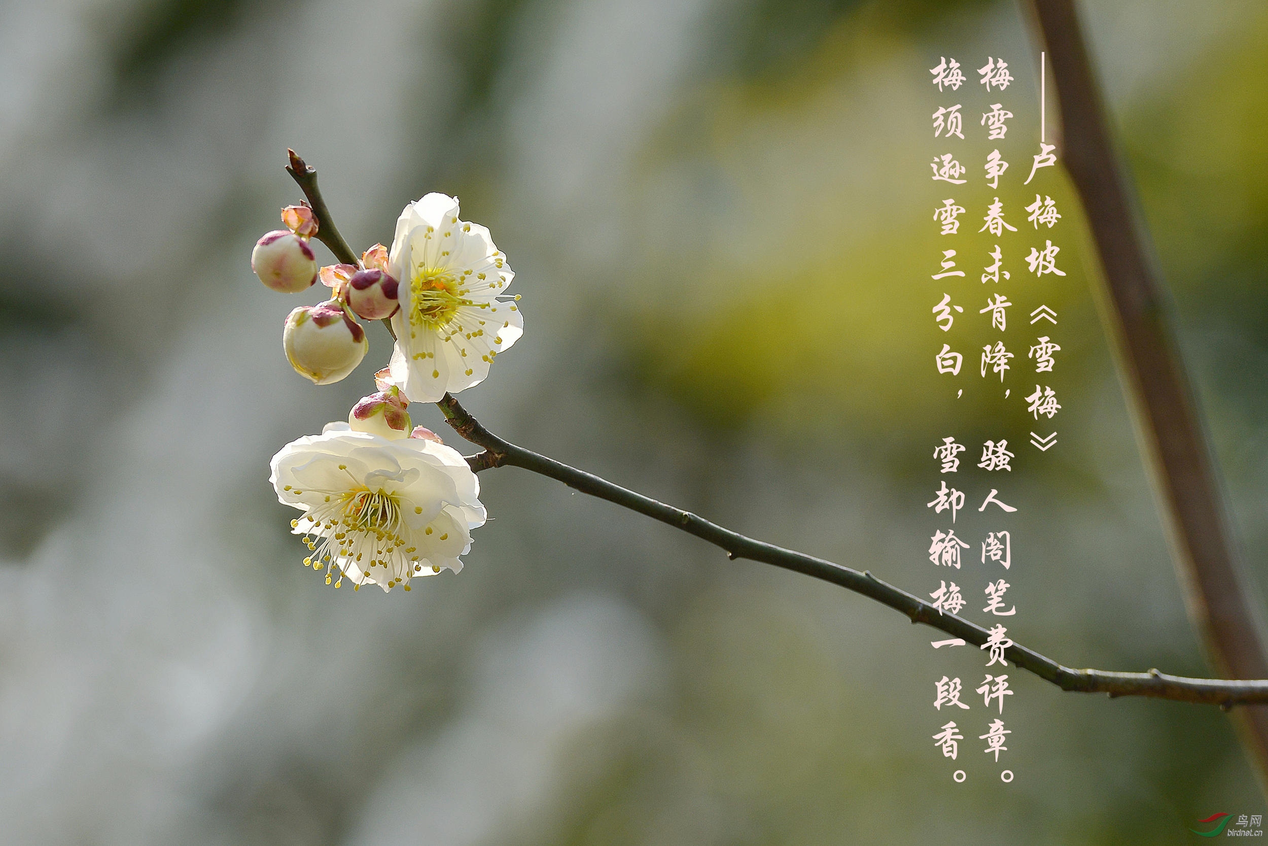 雪梅- 植物花卉版 鸟网