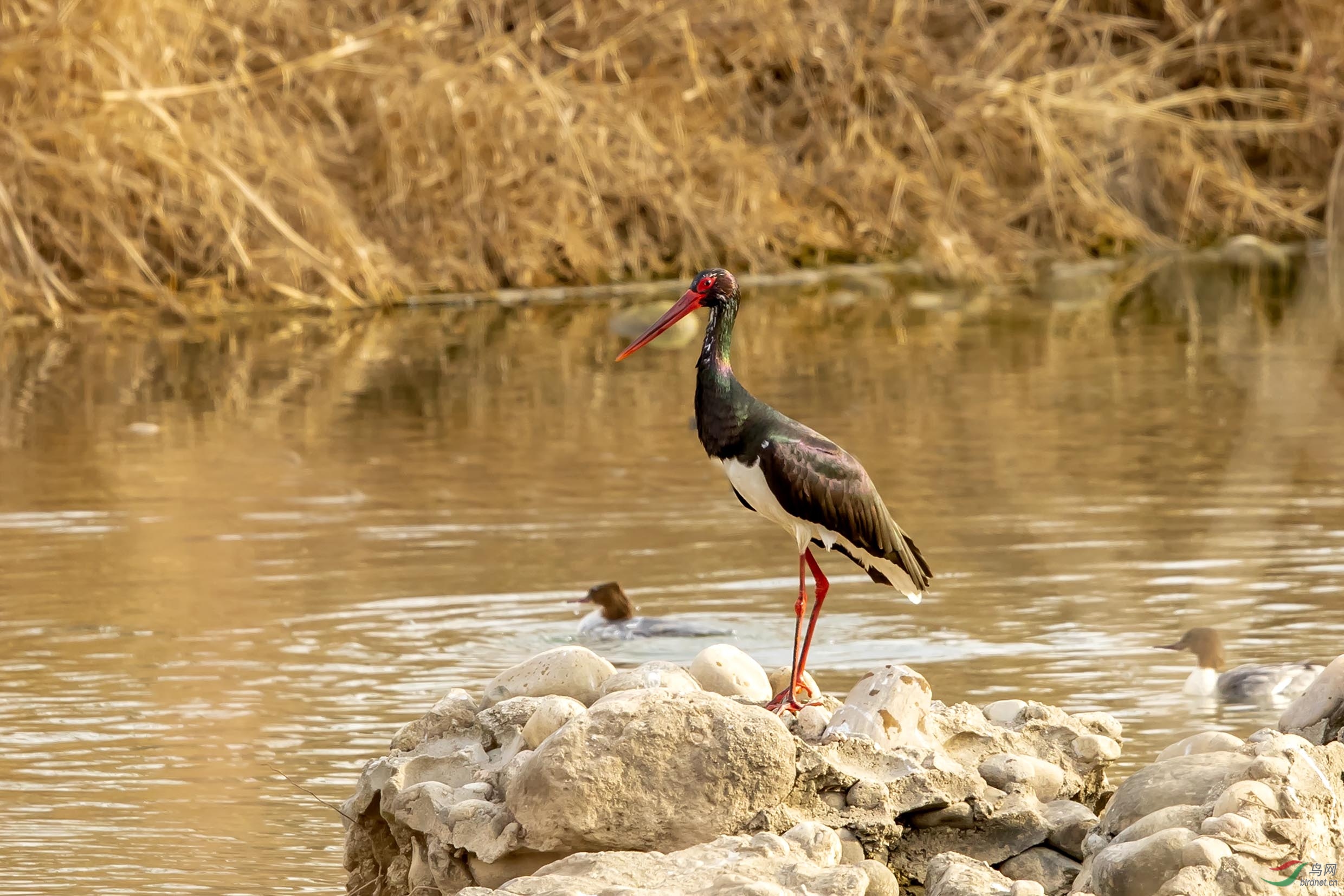 B18I9733.jpg