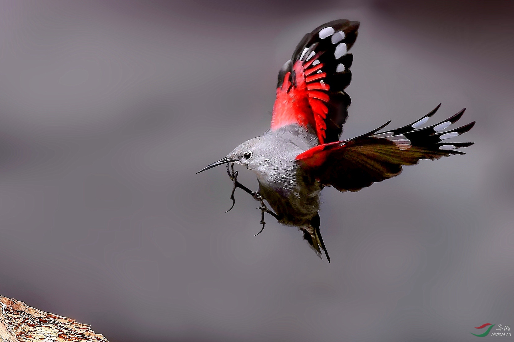 飞版--红翅旋壁雀