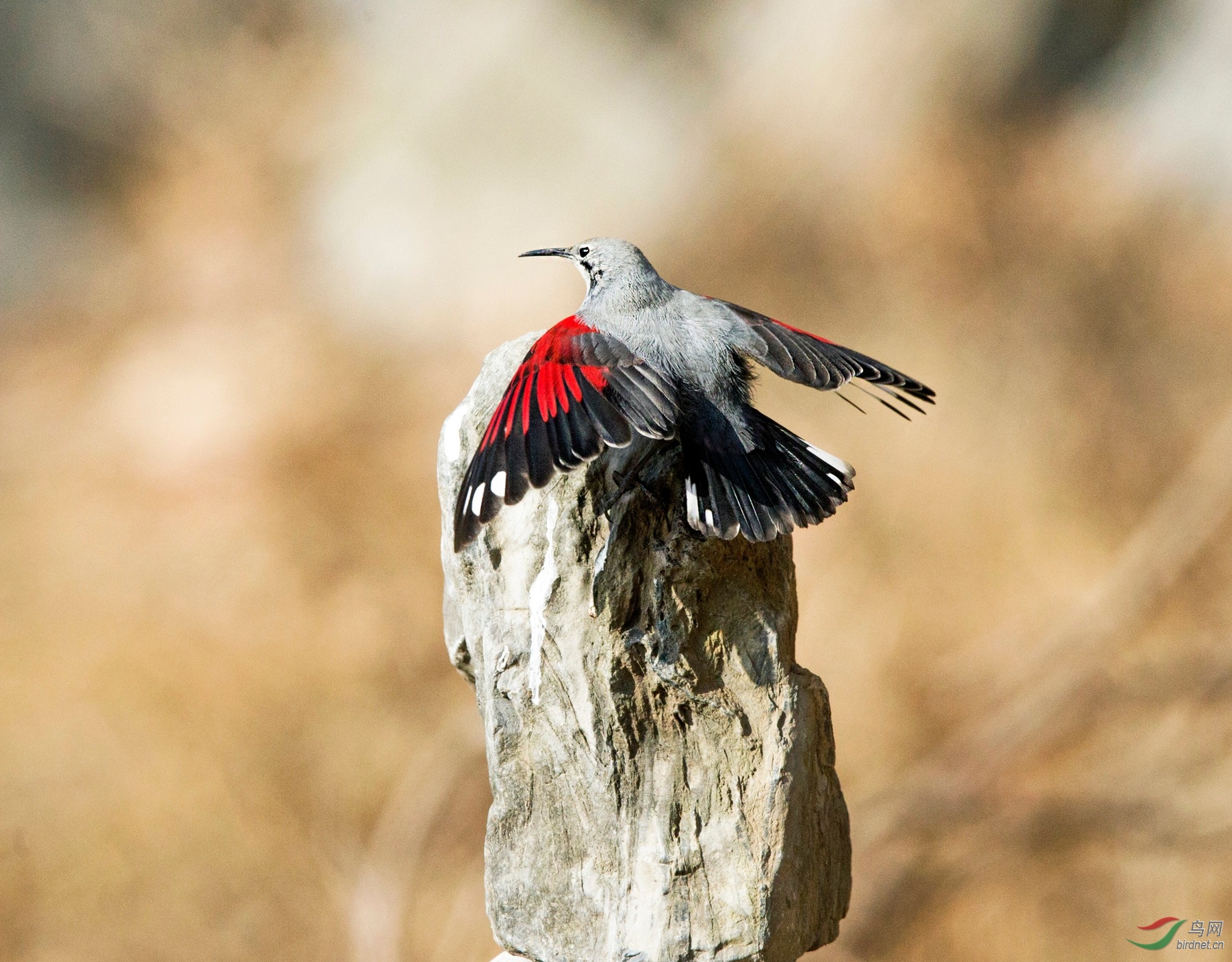 BW4Q2551 - ���� - ����.jpg