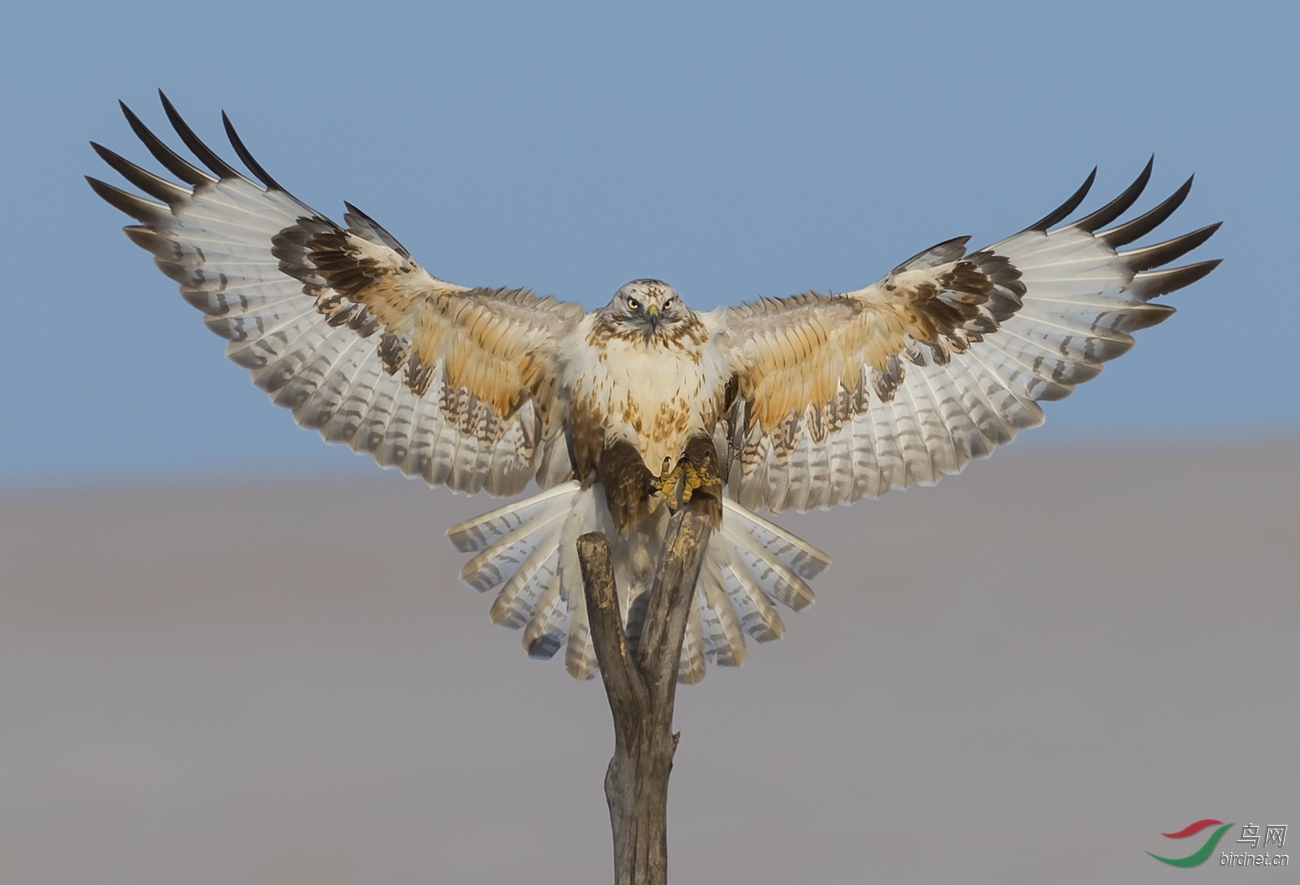 草原神鹰——大 