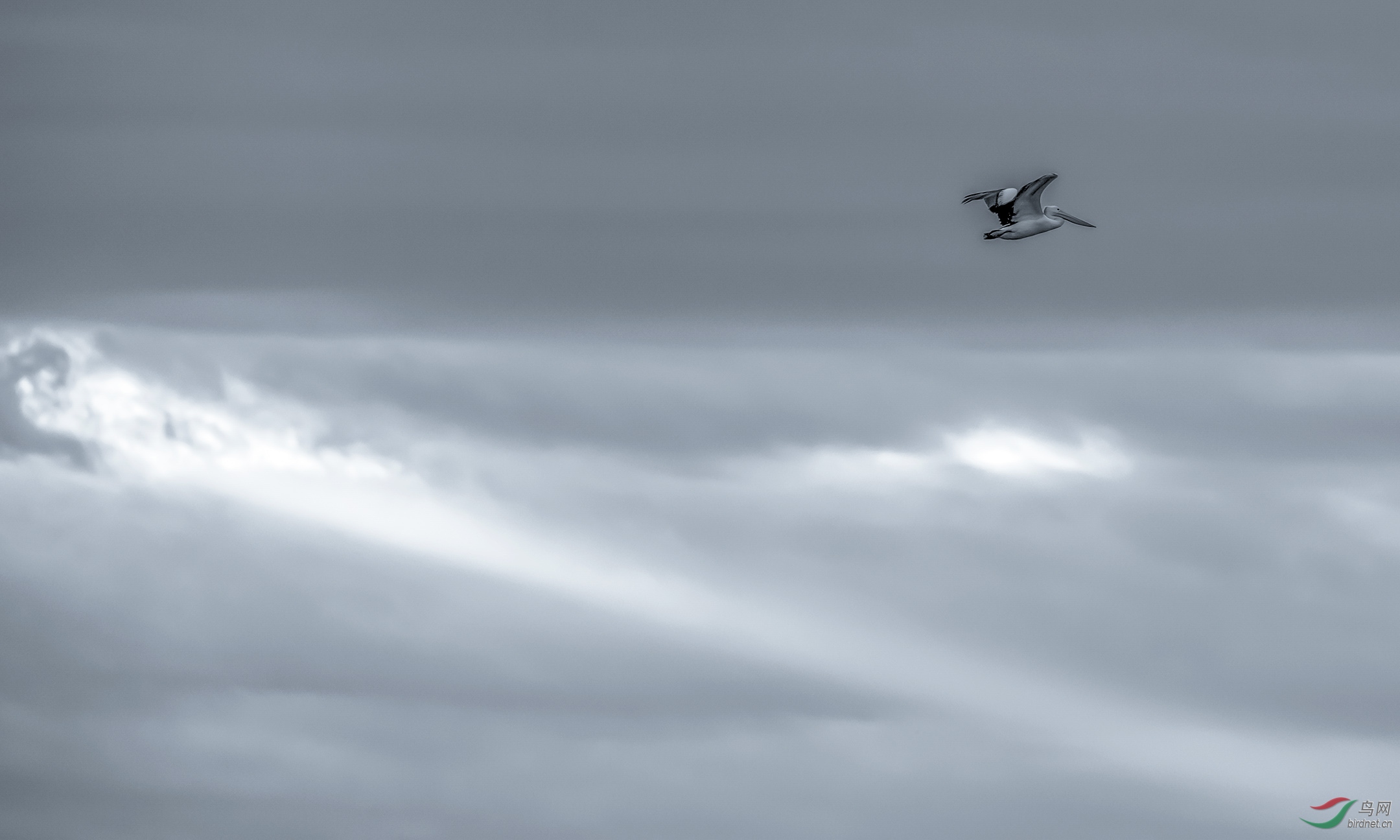 �����ڰ���Wendouree����