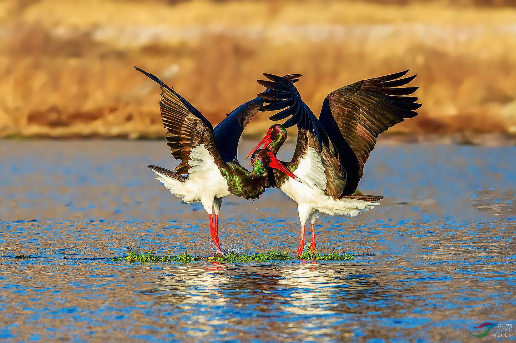DSC_6275-a.jpg