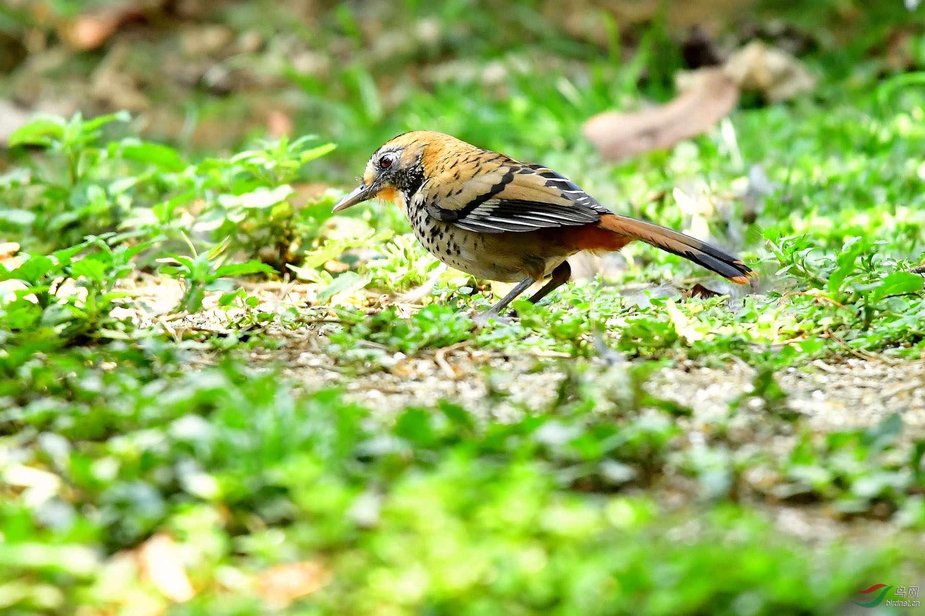 DSC_5362_����.jpg