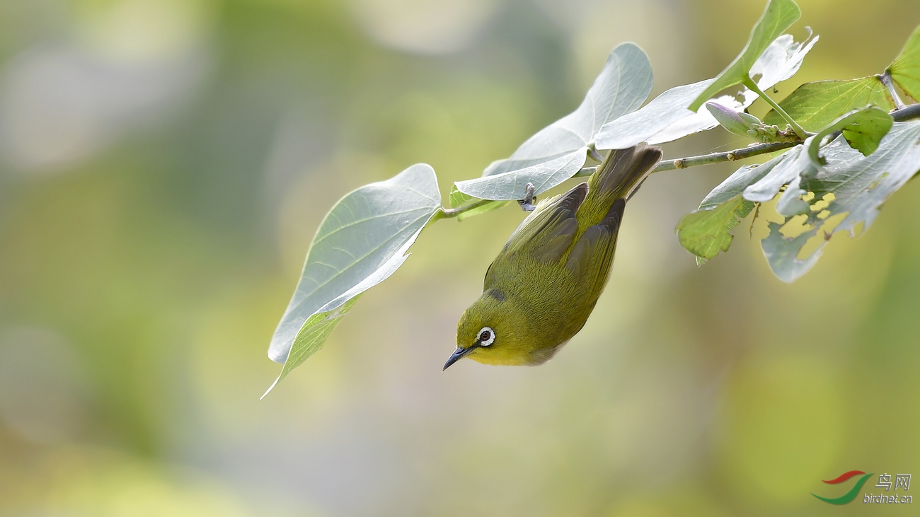 _DSC1580 - ����.JPG