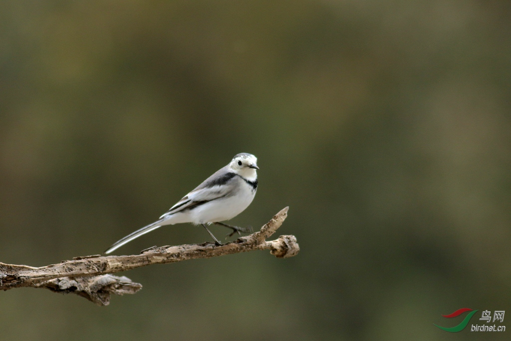 白鹡鸰 - 林鸟版 鸟网